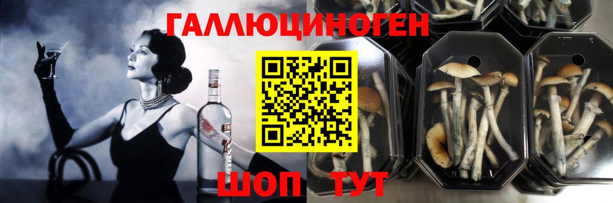 Балашов  Псилоцибиновые грибы GOLDEN TEACHER  Вход с VPN 